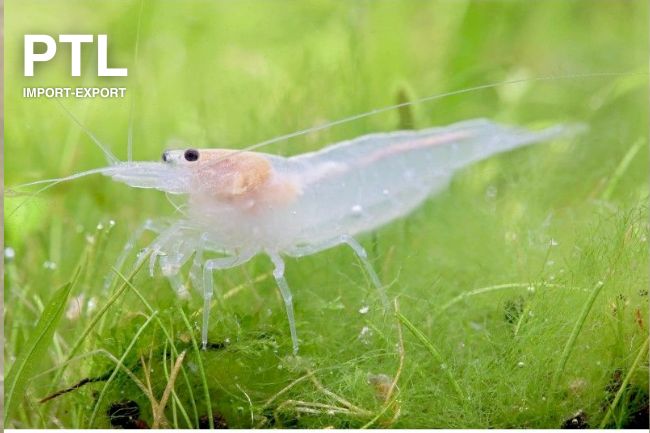 PTL69926L CARIDINA JAPONICA SNOW WHITE5